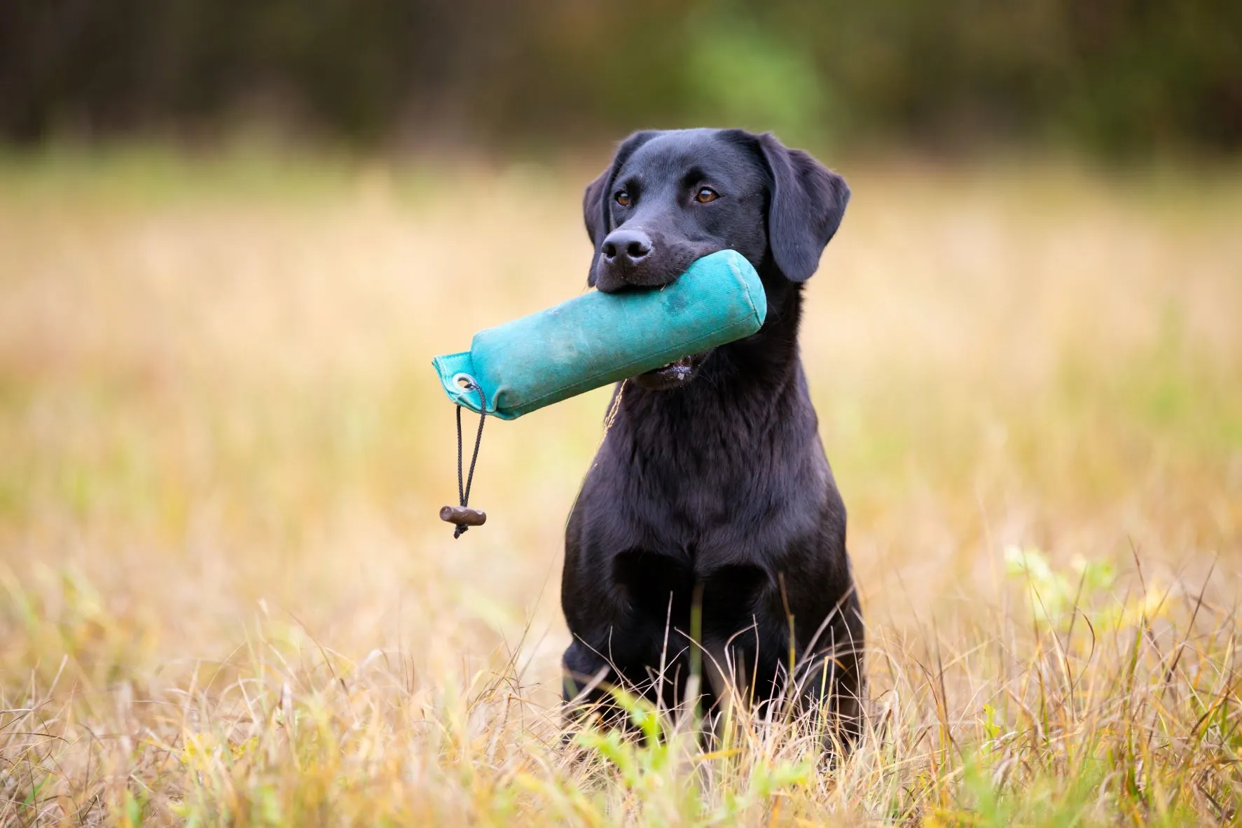 Golden retriever holding a blue bumper toy while standing outdoors on grass.